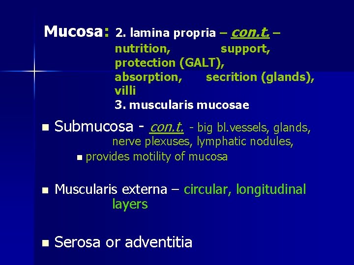 Mucosa: n n n 2. lamina propria – con. t. – nutrition, support, protection