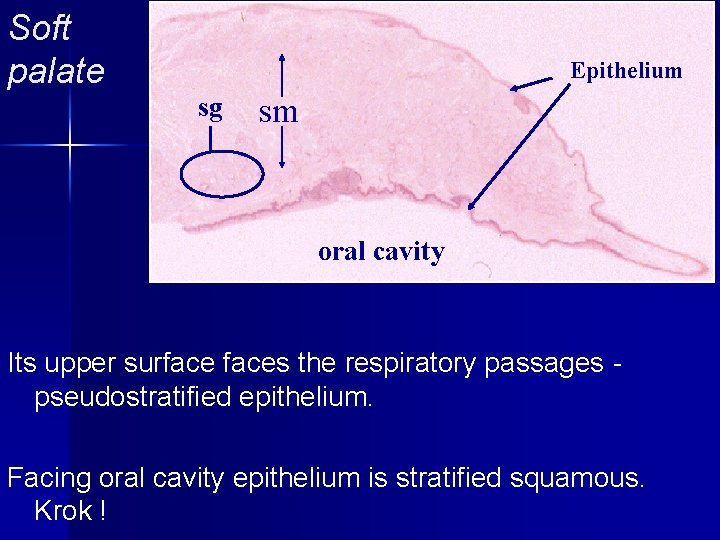 Soft palate Epithelium sg sm oral cavity Its upper surfaces the respiratory passages pseudostratified