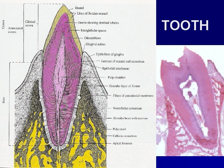 TOOTH 