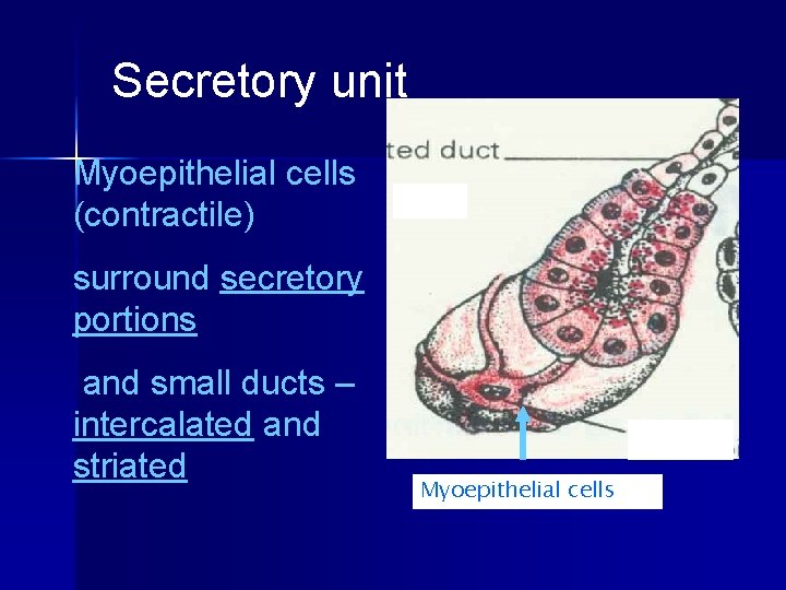 Secretory unit Myoepithelial cells (contractile) surround secretory portions and small ducts – intercalated and