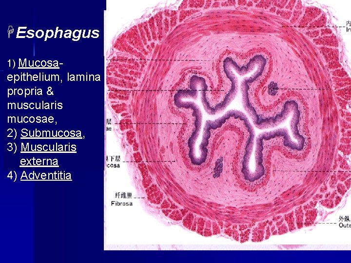 HEsophagus 1) Mucosa- epithelium, lamina propria & muscularis mucosae, 2) Submucosa, 3) Muscularis externa