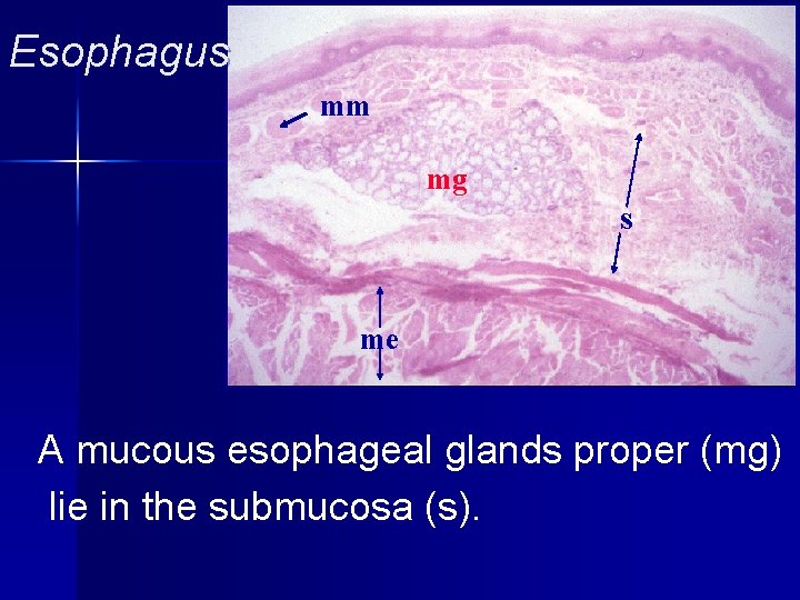 Esophagus mm mg s me A mucous esophageal glands proper (mg) lie in the