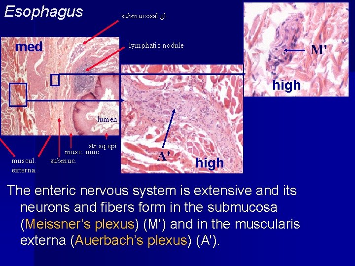 Esophagus submucosal gl. med lymphatic nodule M' high lumen muscul. externa. str. sq. epi