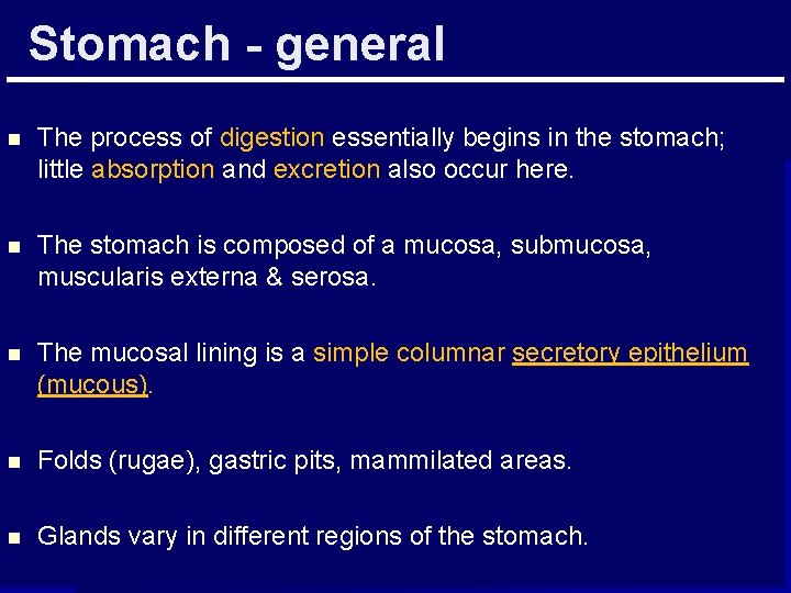 Stomach - general n The process of digestion essentially begins in the stomach; little