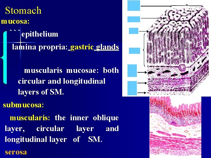 Stomach mucosa: ```epithelium lamina propria: gastric glands ; muscularis mucosae: both circular and longitudinal