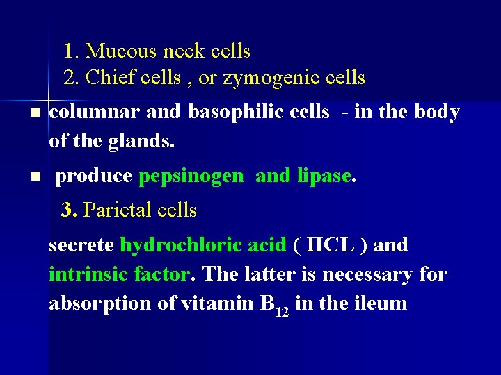 1. Mucous neck cells 2. Chief cells , or zymogenic cells n columnar and