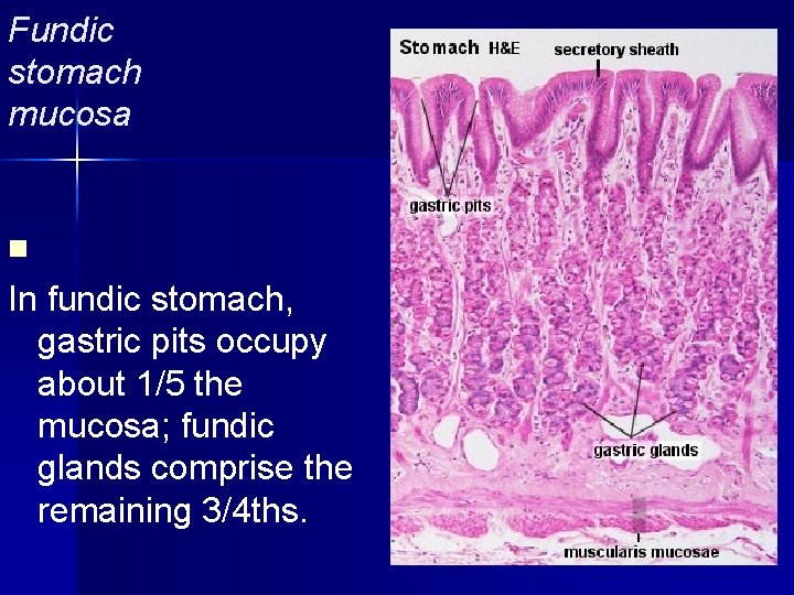 Fundic stomach mucosa gastric pit Isthmus n In fundic stomach, gastric pits occupy about