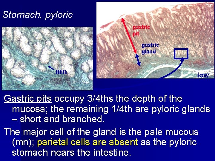 Stomach, pyloric gastric pit gastric gland mn low Gastric pits occupy 3/4 ths the