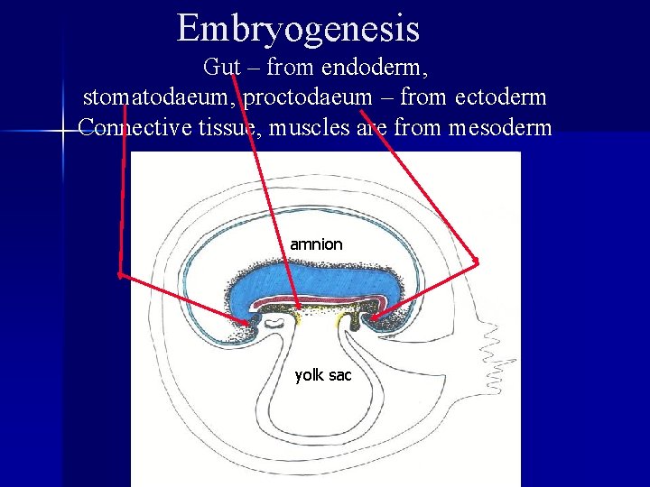 Embryogenesis Gut – from endoderm, stomatodaeum, proctodaeum – from ectoderm Connective tissue, muscles are