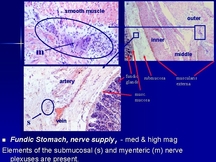 smooth muscle outer inner m middle artery fundic glands submucosa muscularis externa musc. mucosa