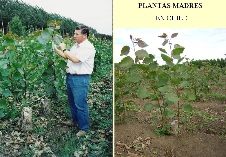 PLANTAS MADRES EN CHILE 