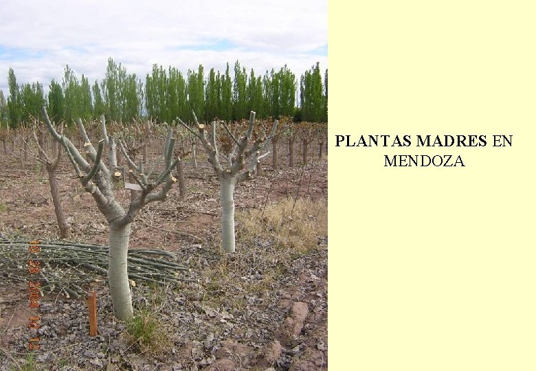 PLANTAS MADRES EN MENDOZA 