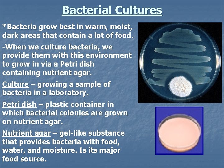 Bacterial Cultures *Bacteria grow best in warm, moist, dark areas that contain a lot