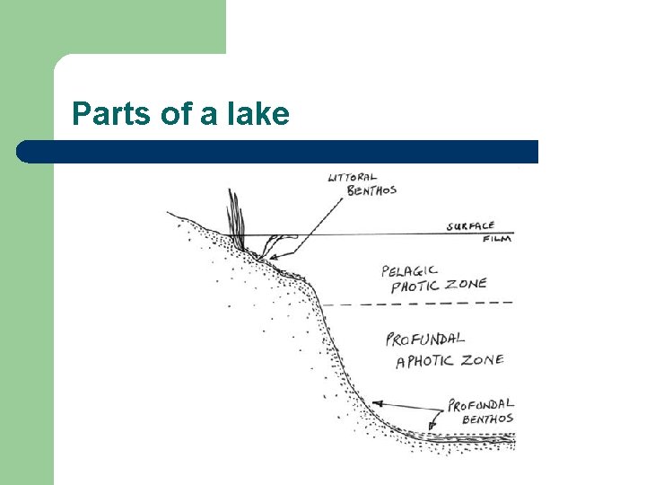 Parts of a lake 