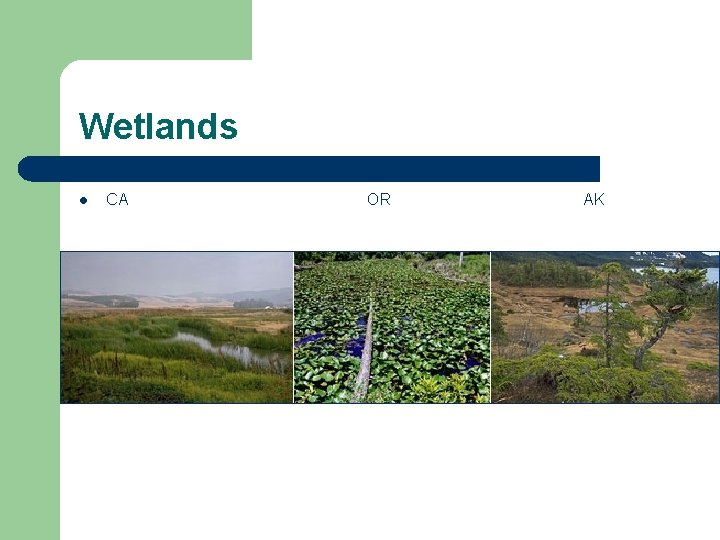 Wetlands l CA OR AK 