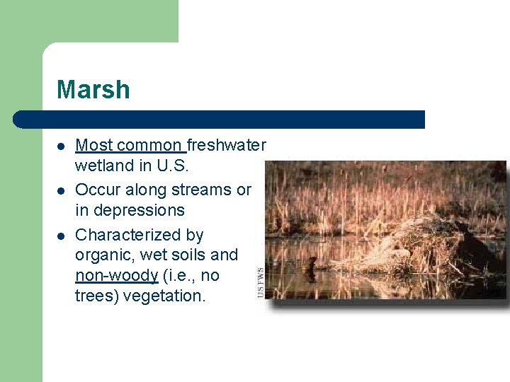 Marsh l l l Most common freshwater wetland in U. S. Occur along streams