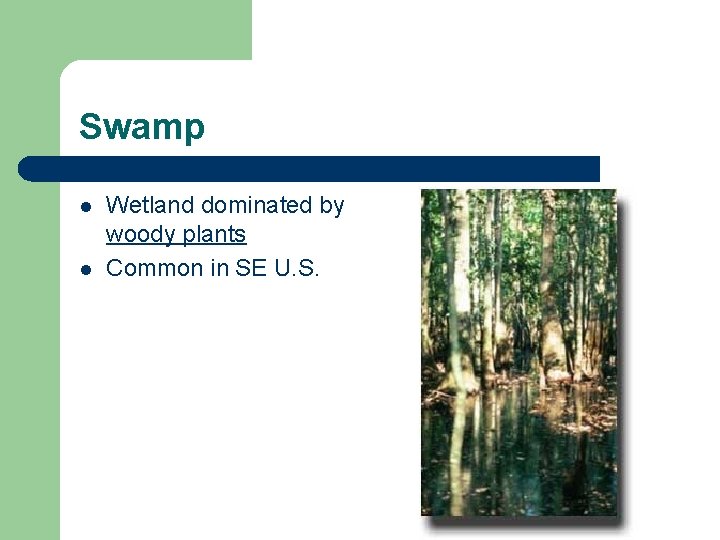 Swamp l l Wetland dominated by woody plants Common in SE U. S. 