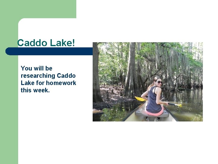 Caddo Lake! You will be researching Caddo Lake for homework this week. 