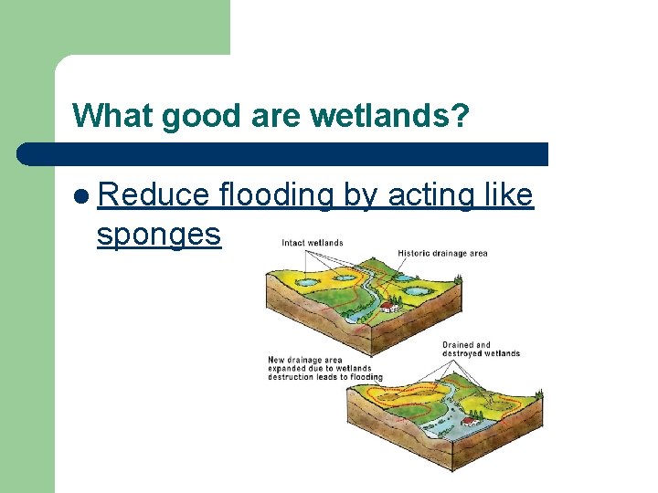 What good are wetlands? l Reduce flooding by acting like sponges 