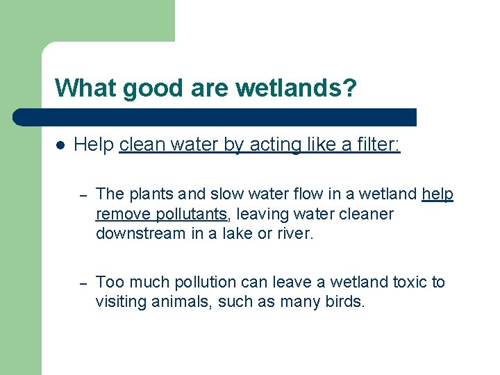 What good are wetlands? l Help clean water by acting like a filter: –