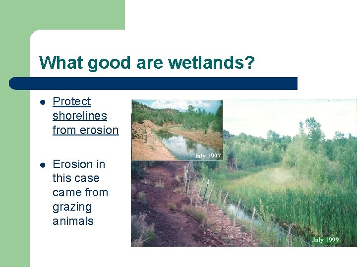 What good are wetlands? l Protect shorelines from erosion l Erosion in this case