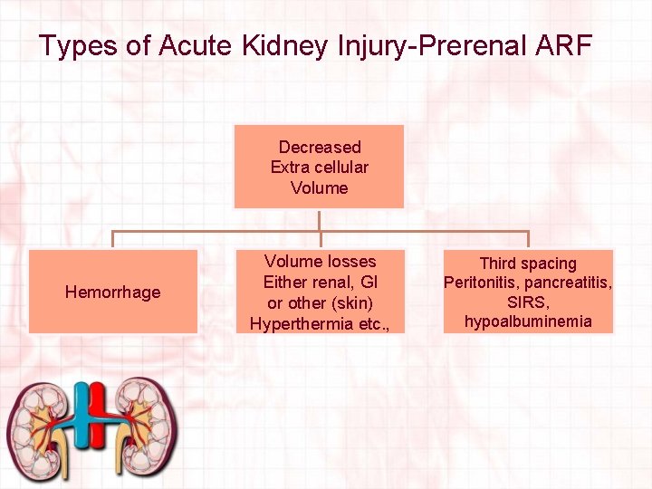 Types of Acute Kidney Injury-Prerenal ARF Decreased Extra cellular Volume Hemorrhage Volume losses Either