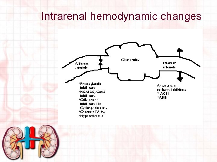 Intrarenal hemodynamic changes 