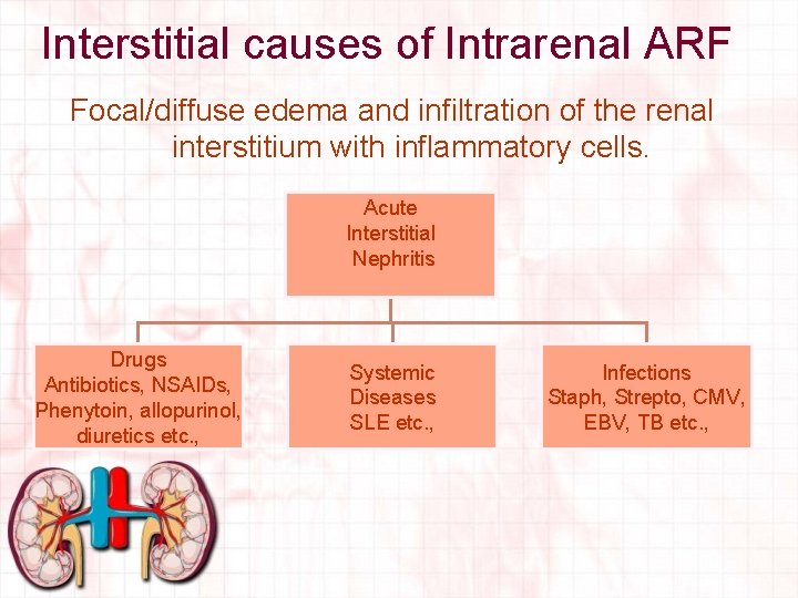 Interstitial causes of Intrarenal ARF Focal/diffuse edema and infiltration of the renal interstitium with