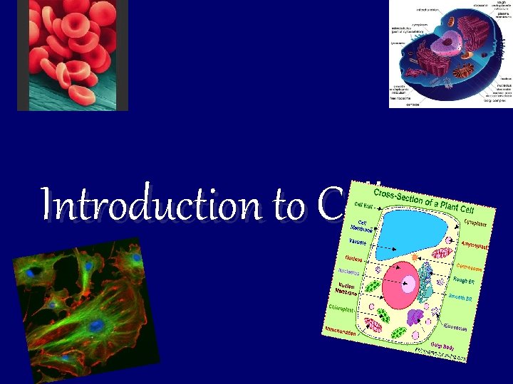 Introduction to Cells 