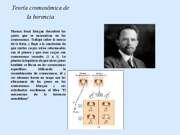 Teoría cromosómica de la herencia Thomas Hunt Morgan descubrió los genes que se encuentran