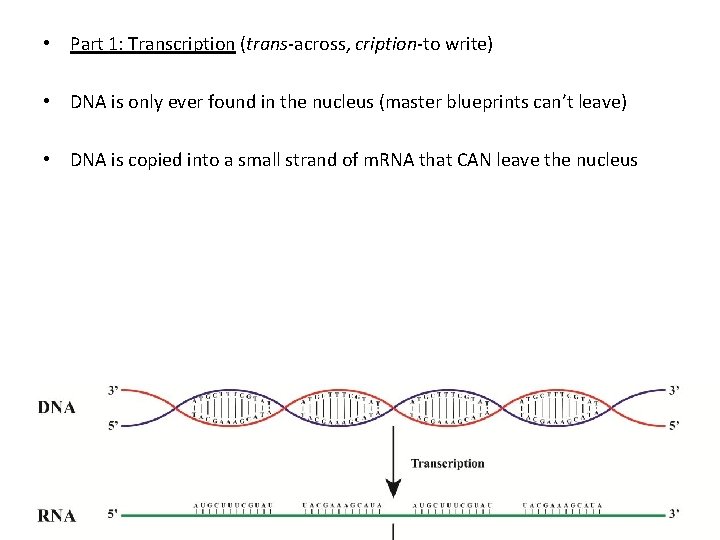  • Part 1: Transcription (trans-across, cription-to write) • DNA is only ever found