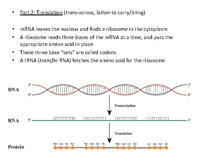  • Part 2: Translation (trans-across, lation-to carry/bring) • m. RNA leaves the nucleus