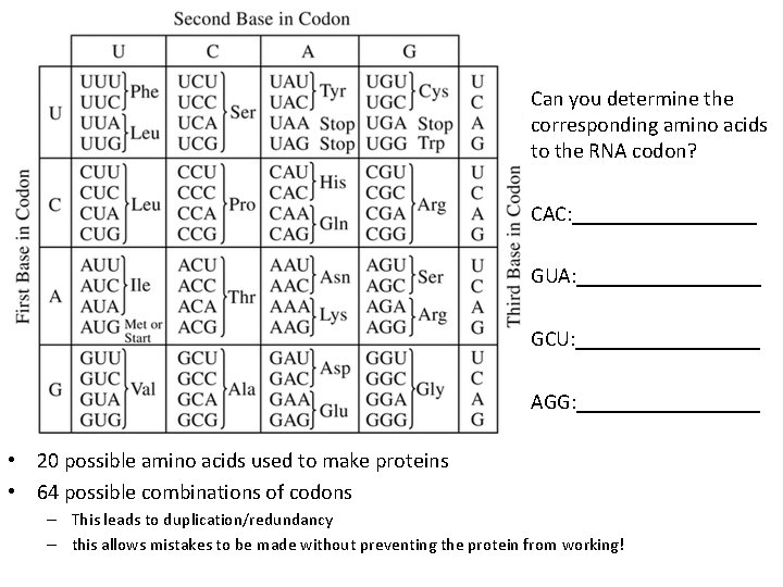 Can you determine the corresponding amino acids to the RNA codon? CAC: _________ GUA: