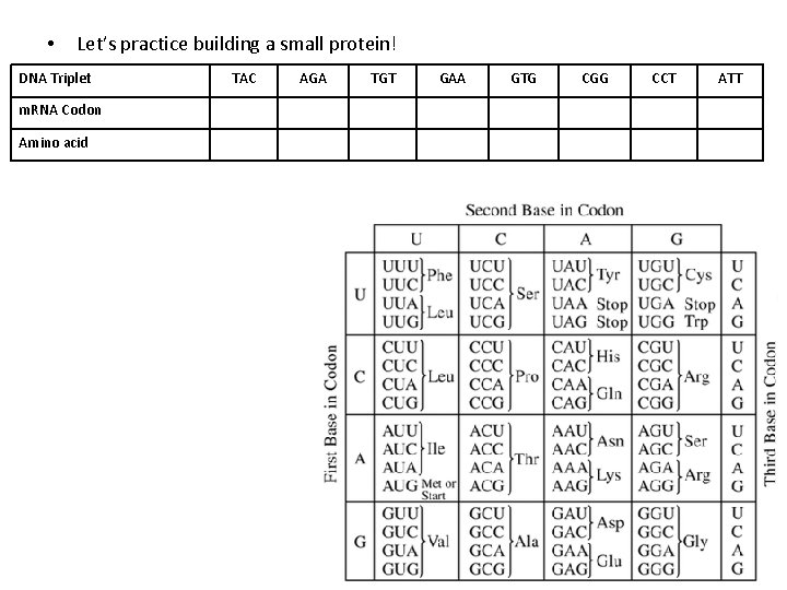  • Let’s practice building a small protein! DNA Triplet m. RNA Codon Amino