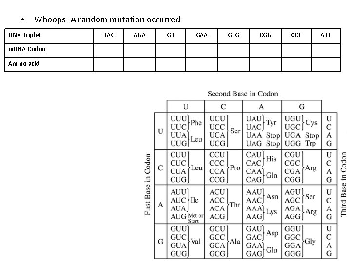  • Whoops! A random mutation occurred! DNA Triplet m. RNA Codon Amino acid