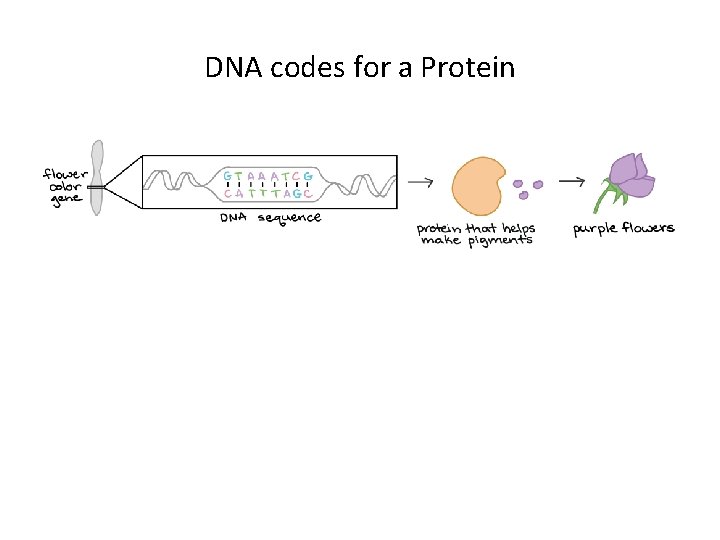 DNA codes for a Protein 