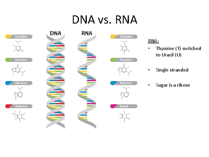 DNA vs. RNA: • Thymine (T) switched to Uracil (U) • Single stranded •