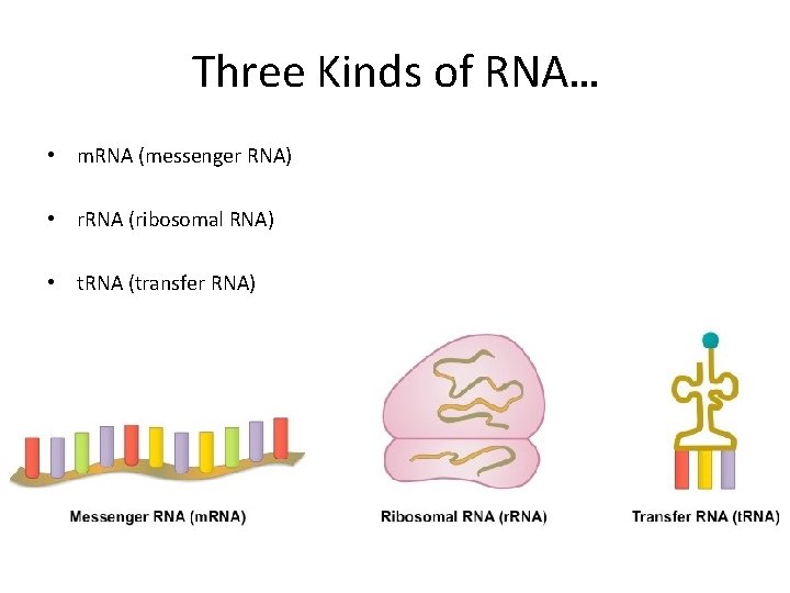 Three Kinds of RNA… • m. RNA (messenger RNA) • r. RNA (ribosomal RNA)