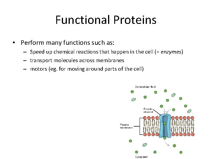 Functional Proteins • Perform many functions such as: – Speed up chemical reactions that