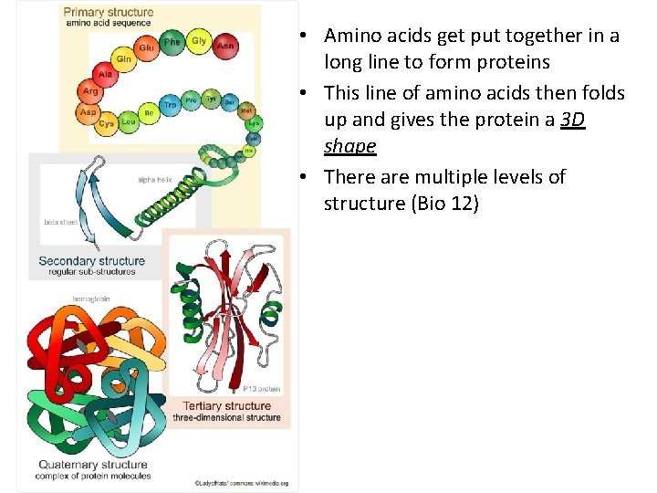  • Amino acids get put together in a long line to form proteins