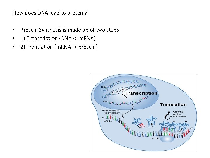 How does DNA lead to protein? • Protein Synthesis is made up of two