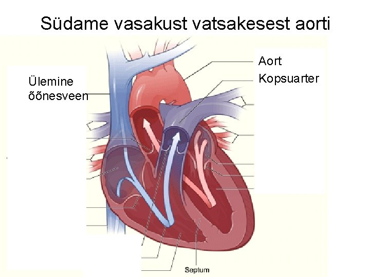 Südame vasakust vatsakesest aorti Ülemine õõnesveen Aort Kopsuarter 