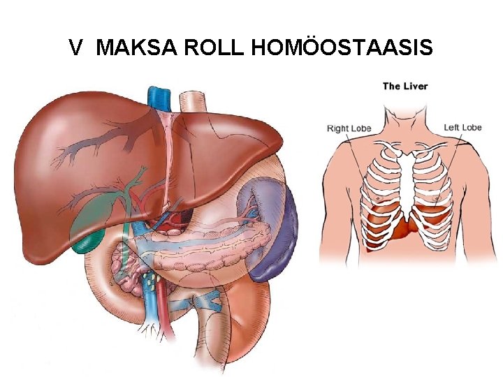 V MAKSA ROLL HOMÖOSTAASIS 