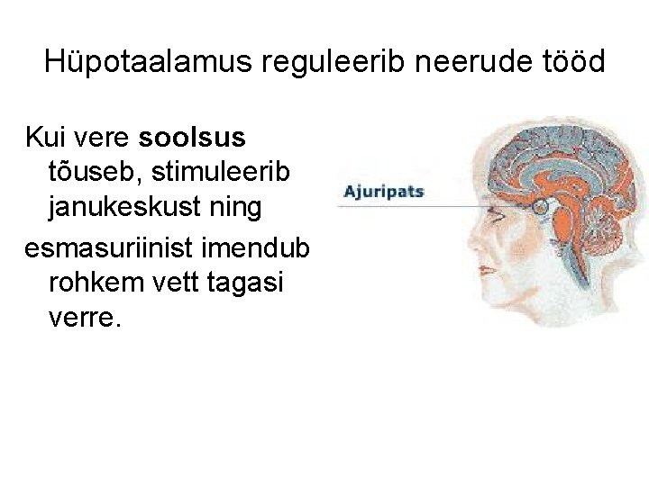 Hüpotaalamus reguleerib neerude tööd Kui vere soolsus tõuseb, stimuleerib janukeskust ning esmasuriinist imendub rohkem