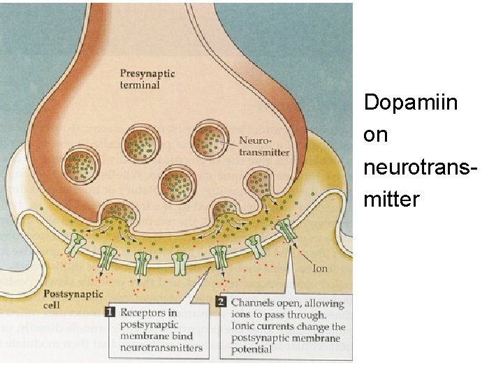 Dopamiin on neurotransmitter 