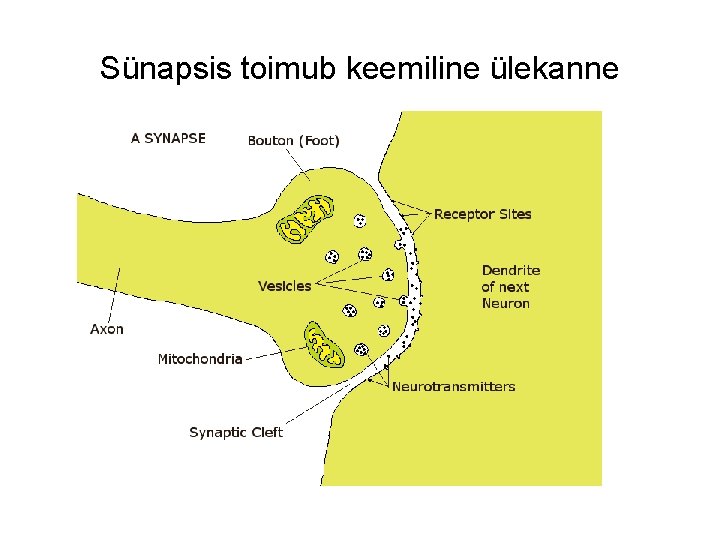 Sünapsis toimub keemiline ülekanne 