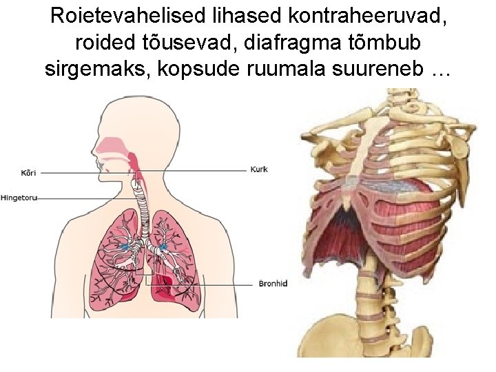 Roietevahelised lihased kontraheeruvad, roided tõusevad, diafragma tõmbub sirgemaks, kopsude ruumala suureneb … 