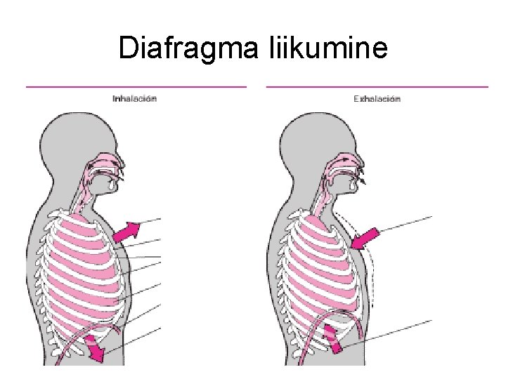Diafragma liikumine 