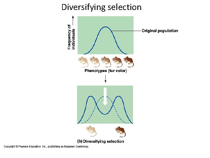 Diversifying selection  Diversifying selection