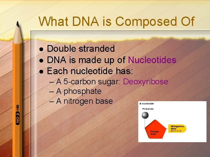 What DNA is Composed Of l l l Double stranded DNA is made up